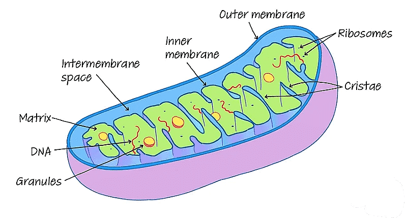 Cell: The Unit of Life Chapter Notes | Biology Class 11 - NEET