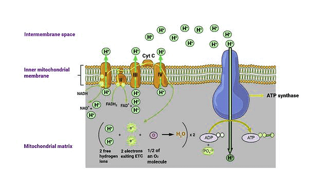 Important Diagrams: Respiration in Plants | Biology Class 11 - NEET