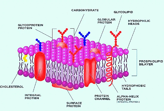 Fluid Mosaic Model
