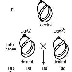 Genetics, Class 12, Biology | General Awareness - Bank Exams