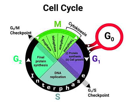 Important Diagrams: Cell Cycle and Cell Division | Biology Class 11 - NEET