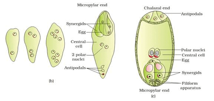 Short & Long Question Answers with Solution: Sexual Reproduction in Flowering Plants. - NEET