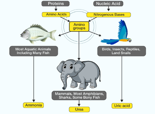 Excretory Products & their Elimination NCERT Solutions | Biology Class 11 - NEET