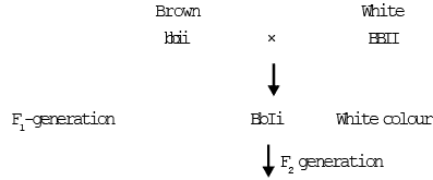 Gene Interaction | Additional Study Material for NEET