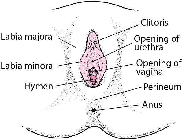 The Female Reproductive System | Biology Class 12 - NEET