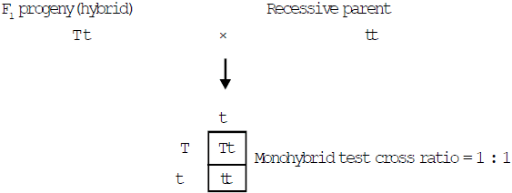 Inheritance of One Gene & Inheritance of Two Genes | Additional Study Material for NEET