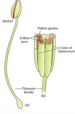Stamen, Microsporangium and Pollen Grain