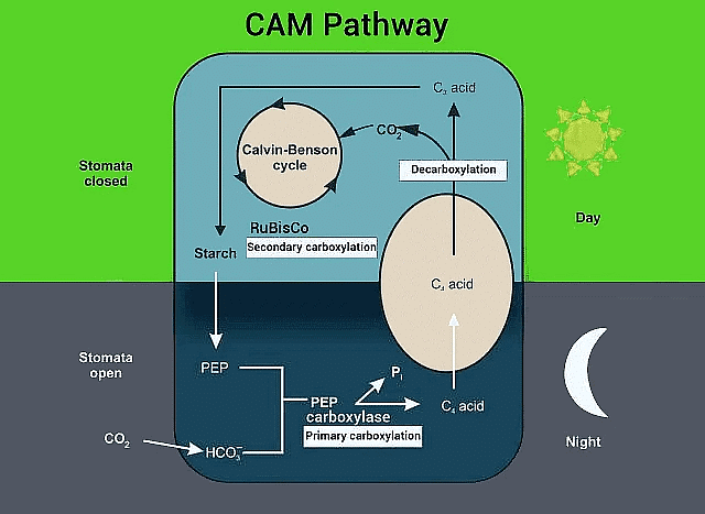 Important Diagrams: Photosynthesis in Higher Plants | Biology Class 11 - NEET
