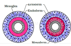 NCERT Notes: Animal Kingdom | NCERT Textbooks, Tests & Solutions - NEET