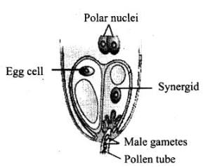NCERT Exemplar: Sexual Reproduction in Flowering Plants - 2 | Biology Class 12 - NEET