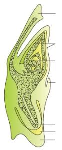 NCERT Exemplar: Sexual Reproduction in Flowering Plants - 2 | Biology Class 12 - NEET
