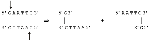 Genetics | Additional Study Material for NEET