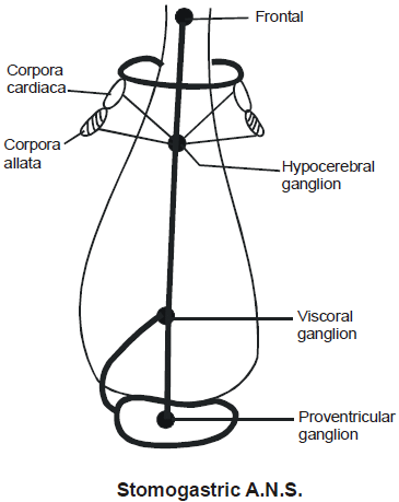 Respiratory & Nervous Systems: Cockroach | Additional Study Material for NEET