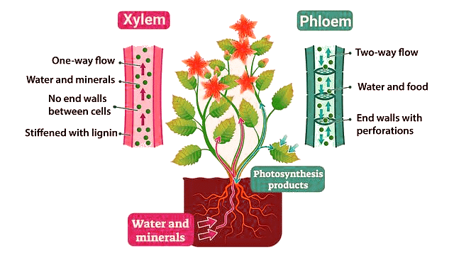Important Diagrams: Transport in Plants (Old NCERT) | Crash Course for NEET