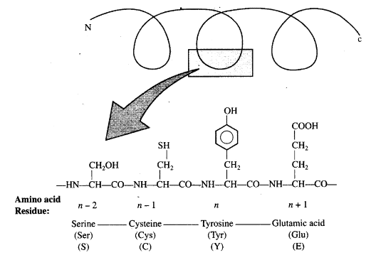 NCERT Exemplar: Biomolecules | Biology Class 11 - NEET