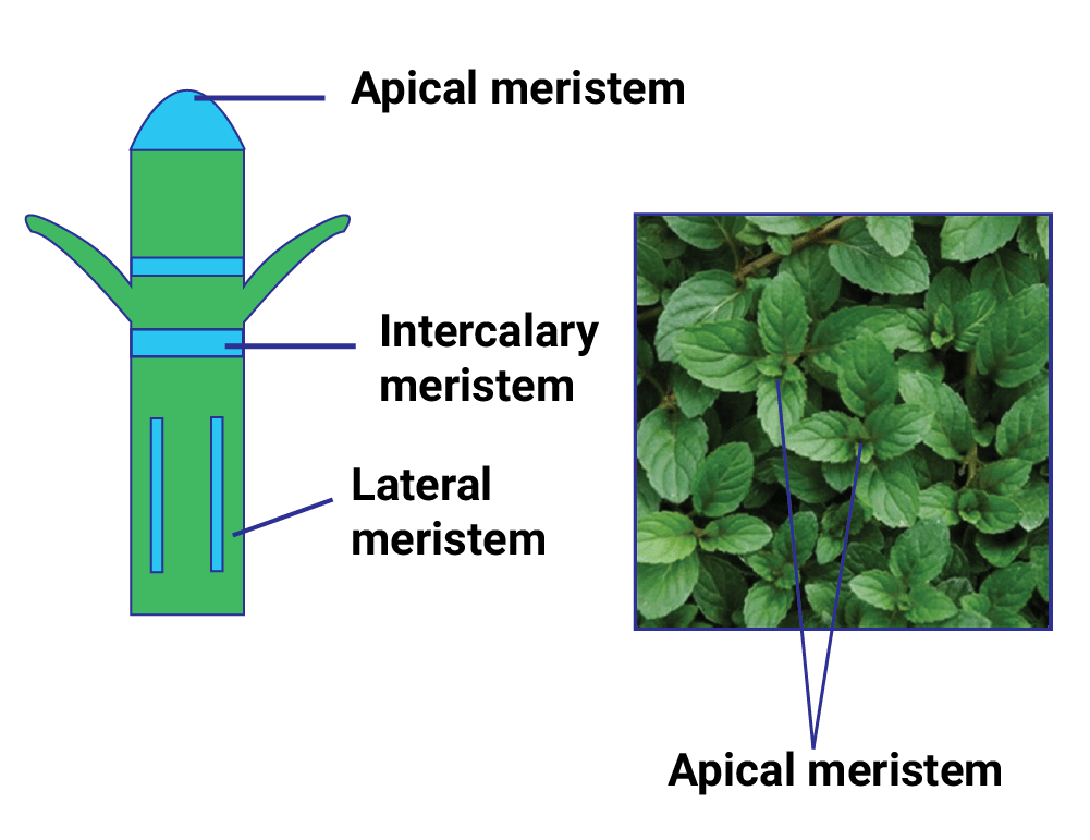 Different Types of Meristematic Tissue 