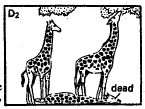 Theories of Organic Evolution (Part - 1) - Notes, Botany, Class 12