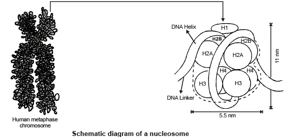 Nucleus & Chromosomes | Biology for JAMB
