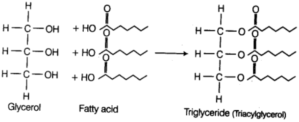 Biomolecules & Its Types | Biology Class 11 - NEET