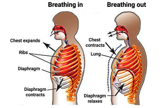Important Diagrams: Breathing and Exchange of gases | Biology Class 11 - NEET