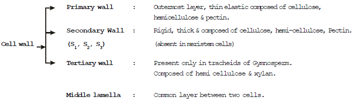 Plant Cell & Animal Cell | Biology for Grade 10