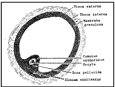 Follicular Phase | Additional Study Material for NEET