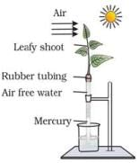 NCERT Exemplar: Transport in Plants (Old NCERT) | Biology for Grade 11