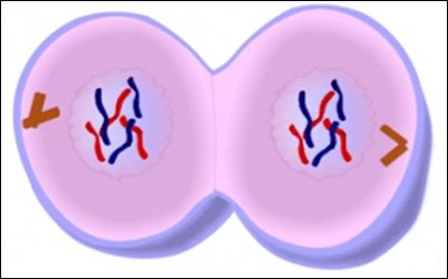 Telophase