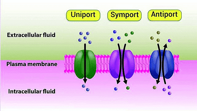 Important Diagrams: Transport in Plants (Old NCERT) | Crash Course for NEET