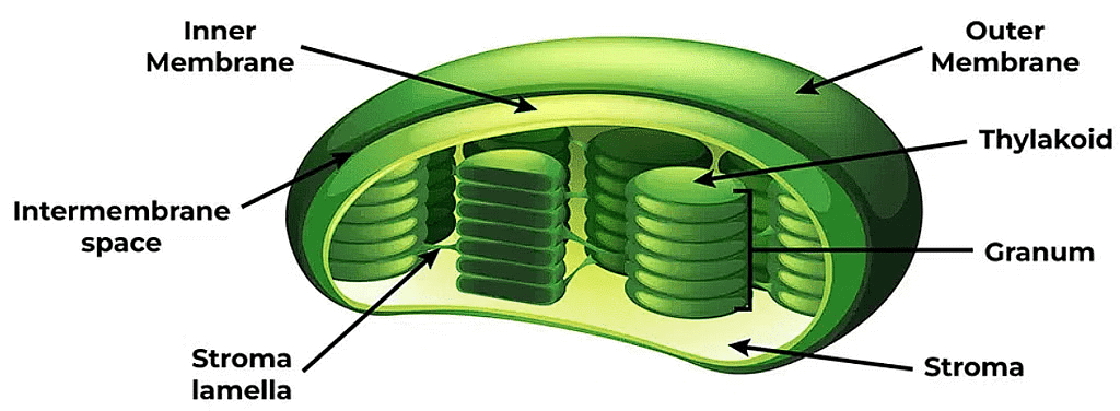 Cell: The Unit of Life Chapter Notes | Biology Class 11 - NEET