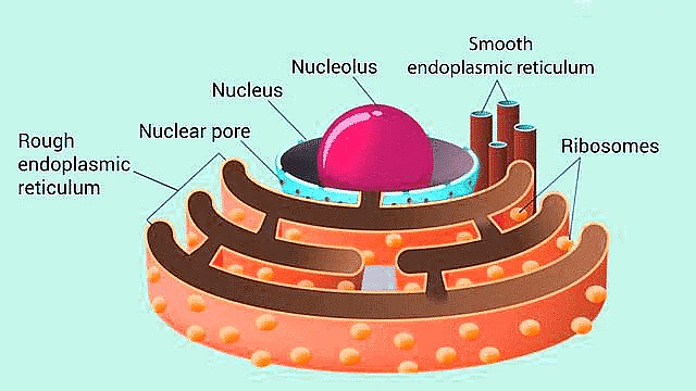 Endoplasmic Reticulum