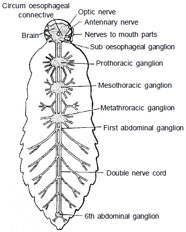 Respiratory & Nervous Systems: Cockroach | Additional Study Material for NEET