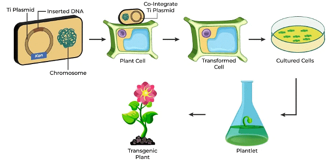Biotechnology and its Applications Chapter Notes | Biology Class 12 - NEET