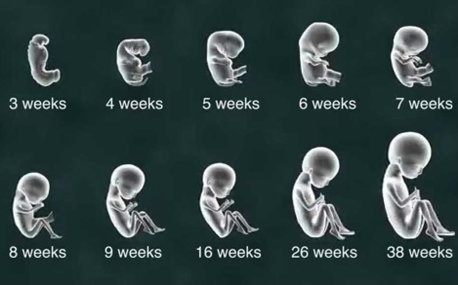 Implantation & Placenta | Biology for Grade 12