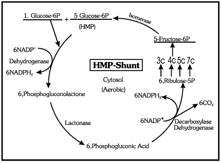 Key Notes: Respiration in Plants - NEET