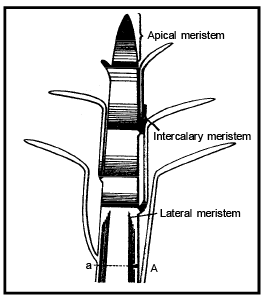 Types & Characteristics of Meristematic Tissue | Biology for ACT