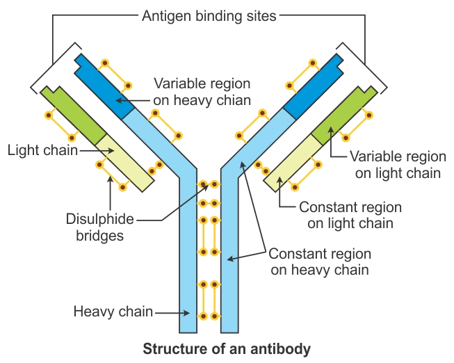 Immunity & Human Immune System | Biology for Grade 12