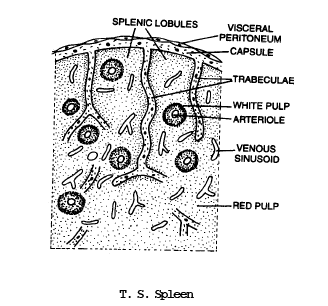 Lymphatic System