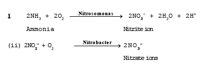 Nitrogen Metabolism | Biology for JAMB