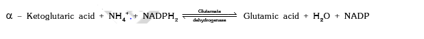 Nitrogen Fixation | Biology for Grade 11