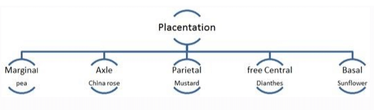NCERT Notes: Morphology of Flowering Plants | NCERTs at Fingertips: Textbooks, Tests & Solutions - NEET
