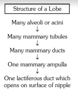 The Female Reproductive System | Biology Class 12 - NEET