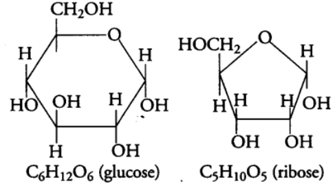 Biomolecules & Its Types | Biology Class 11 - NEET