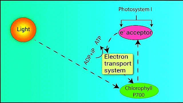Important Diagrams: Photosynthesis in Higher Plants | Biology Class 11 - NEET