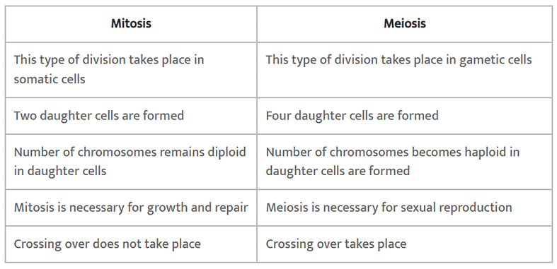 NCERT Solutions Class 11 Biology Chapter 10 - Cell Cycle and Cell Division