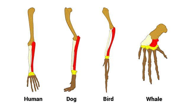 Important Diagrams: Evolution | Biology Class 12 - NEET