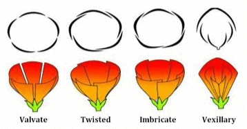 NCERT Notes: Morphology of Flowering Plants | NCERTs at Fingertips: Textbooks, Tests & Solutions - NEET
