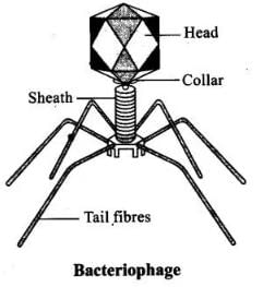NCERT Exemplar: Microbes in Human Welfare | Biology Class 12 - NEET