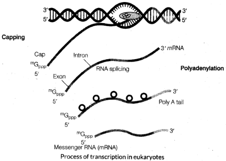 Transcription: Central Dogma | Additional Study Material for NEET