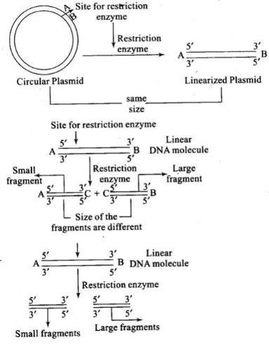 NCERT Exemplar: Biotechnology: Principle & Processes | Biology Class 12 - NEET